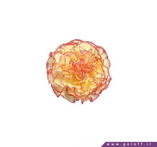 خرید گل طبییعی - گل میخک رینا - Carnation | گل آف